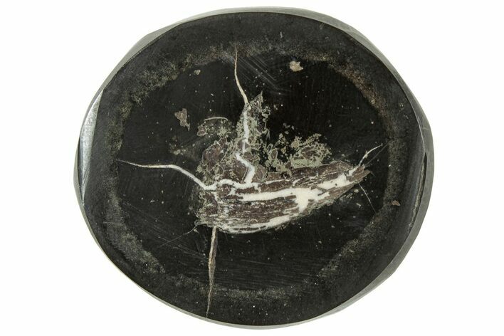 Polished Fish Coprolite (Fossil Poo) Nodule Half - Scotland #314925